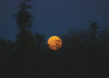 Silhouette trees lightly obscure the orange moon in a gray night sky. Original public domain image from Wikimedia Commons